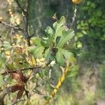 Crataegus azarolusपत्ता