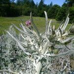 Cirsium douglasii Habitat