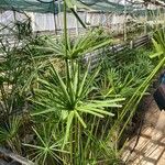 Cyperus alternifolius Blad