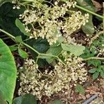 Begonia nelumbiifolia Flor