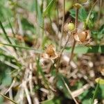 Helianthemum salicifolium Mbuma
