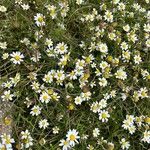 Anthemis arvensis Цвят