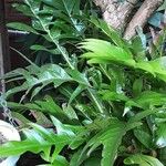 Phymatosorus scolopendria Leaf