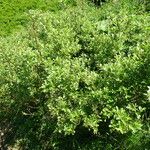 Salix laggeri Hábitos