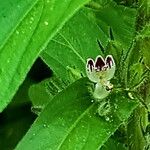 Andrographis echioides Blüte