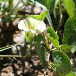 Ipomoea obscura Habit