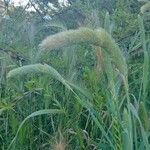 Phalaris paradoxa Leaf