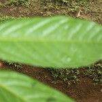 Ocotea atirrensis Hoja