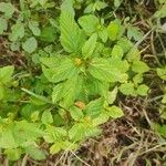 Malvastrum coromandelianum Leaf