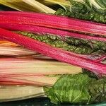 Beta vulgaris Fruit