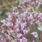 Limonium insigne Flor