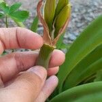 Hippeastrum reginae Anders