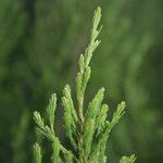 Erica arborescens Leaf