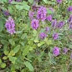 Stachys affinis Flor