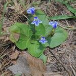 Craterostigma plantagineum Flower