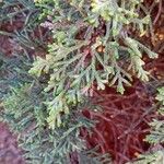 Juniperus turbinata Lehti