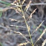 Sporobolus pyramidalis Flower