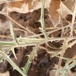Atractylis carduus Corteza