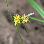 Carex oederi ഫലം