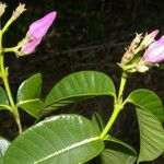 Cryptostegia madagascariensis Flor