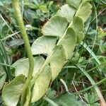 Botrychium lunaria 葉