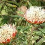 Protea caffra Flower