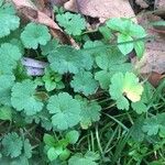 Geranium argenteum Blad