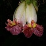 Costus bracteatus Flower