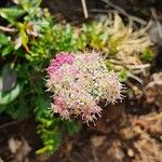 Mutellina purpurea Flower