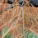 Taxodium distichum Blatt