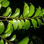 Symplococarpon purpusii Hábito