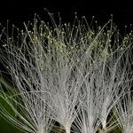 Inga sapindoides Fruto