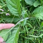 Ruellia ciliatifloraLeaf