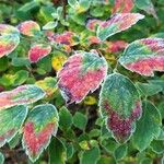 Spiraea trilobata Leaf