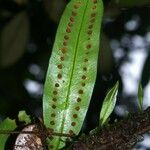 Microgramma thurnii Leaf