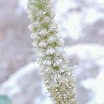 Reseda aucheri Flower