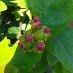 Hypericum androsaemum Frugt