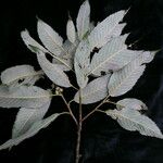 Quercus oxyodon Blatt