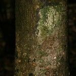 Pradosia ptychandra Bark