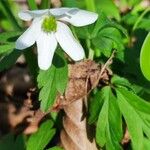 Anemone nemorosaFlower