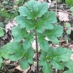 Heracleum sibiricumLeaf