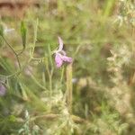 Dicliptera paniculata Flower