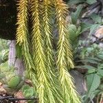 Huperzia phlegmaria Hoja