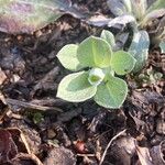 Antennaria neglecta ᱥᱟᱠᱟᱢ