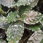 Psychotria verschuerenii Leaf