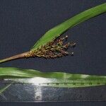 Urochloa fusca Други