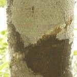 Macoubea guianensis Кора