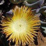Cheiridopsis denticulata Flor