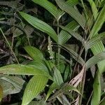 Geonoma macrostachys Хабит