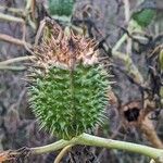 Datura stramonium Fruit